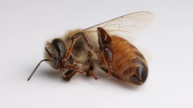 Close up detailed shot of dead bee lying on its side with wings extended and legs curled up.