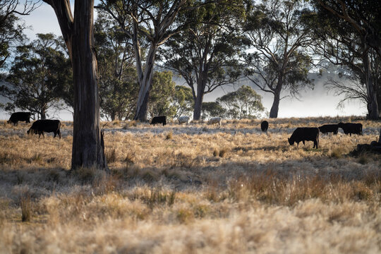 beautiful cattle in Australia  eating grass, grazing on pasture. Herd of cows free range beef being regenerative raised on an agricultural farm. Sustainable farming 