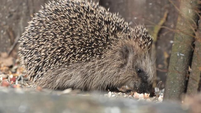 Closeup of hedgehog feeding on bird seeds in garden environment