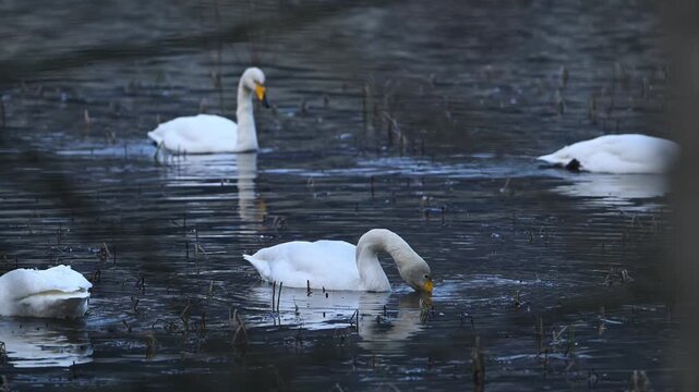 Whooper swans feeding in shallow pond in late winter evening light in Norway