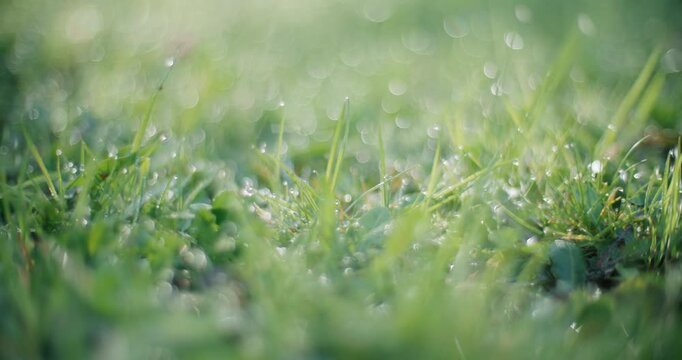 A steady, fixed 50mm point-of-view shot from a dog's perspective, positioned at ground level. The camera maintains focus on a specific, sharply defined patch of dewy grass blades. The background&mdash;a blu