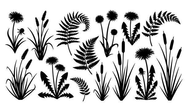 Meadow plant silhouette collection vector wild grass fern dandelion botanical set