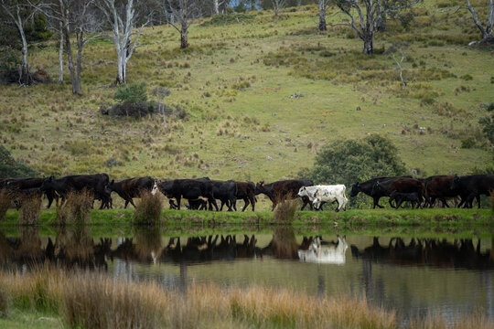 beautiful cattle in Australia  eating grass, grazing on pasture. Herd of cows free range beef being regenerative raised on an agricultural farm. Sustainable farming 