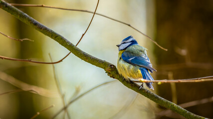 eine Blaumeise sitzt auf einem Ast © jsr548