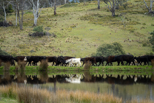 beautiful cattle in Australia  eating grass, grazing on pasture. Herd of cows free range beef being regenerative raised on an agricultural farm. Sustainable farming 