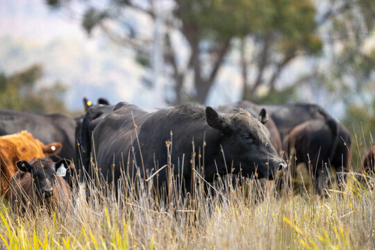 beautiful cattle in Australia  eating grass, grazing on pasture. Herd of cows free range beef being regenerative raised on an agricultural farm. Sustainable farming 