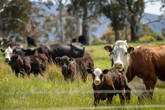 beautiful cattle in Australia  eating grass, grazing on pasture. Herd of cows free range beef being regenerative raised on an agricultural farm. Sustainable farming 