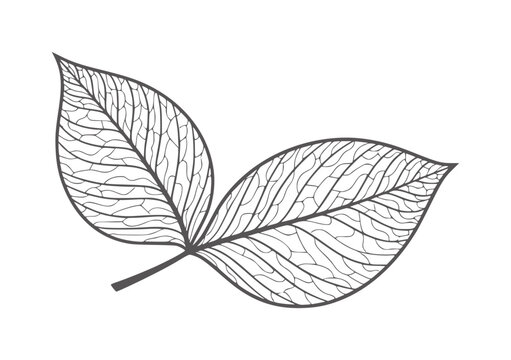 Two dark grey leaves with intricate vein patterns white leaf nature plant organic
