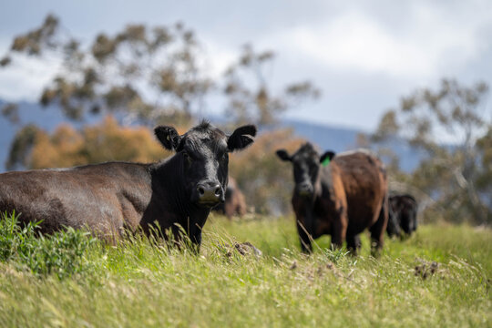 beautiful cattle in Australia  eating grass, grazing on pasture. Herd of cows free range beef being regenerative raised on an agricultural farm. Sustainable farming 