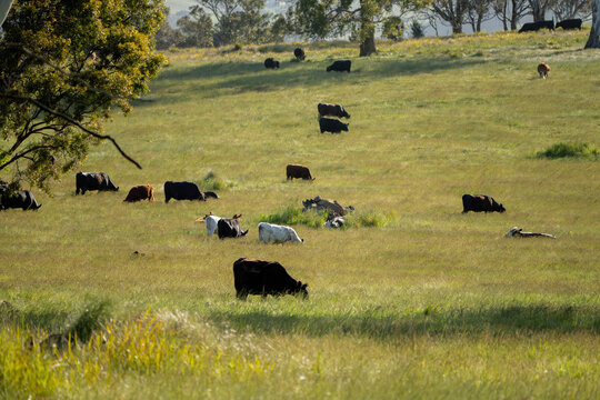 beautiful cattle in Australia  eating grass, grazing on pasture. Herd of cows free range beef being regenerative raised on an agricultural farm. Sustainable farming 