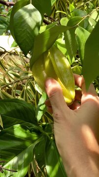 A woman picks star fruit or carambola from a branch. Nature background.