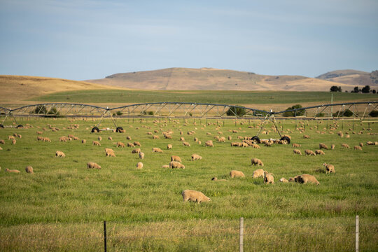 Sheep in a field. Merino sheep, grazing and eating grass in New zealand and Australia