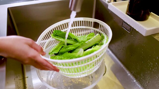 Washing Fresh Green Romaine Lettuce in a White Salad Spinner