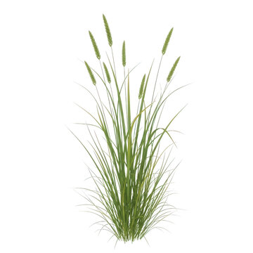 A green plant with long thin leaves isolated on transparent background