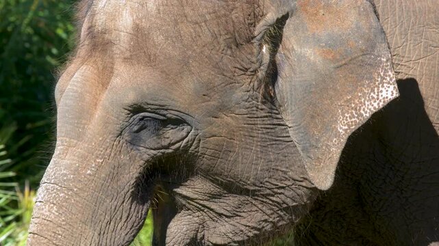 Close Up Portrait of an Asian Elephant in Bright Sunlight