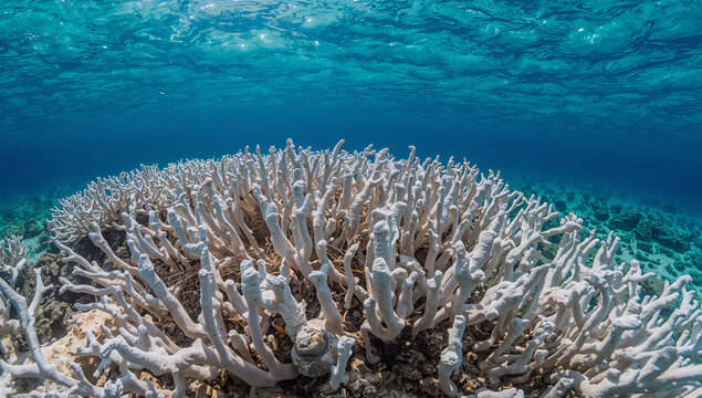 浅い海で白化した枝サンゴが広がる静かな海中の環境記録写真