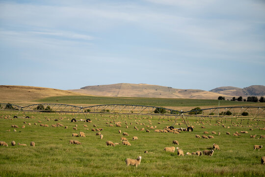 Sheep in a field. Merino sheep, grazing and eating grass in New zealand and Australia
