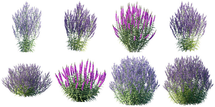 a collection of isolated flowering bushes and plants with vibrant purple and pink blooms on a transparent background, perfect for architectural rendering.