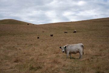 Fototapeta premium beautiful cattle in Australia eating grass, grazing on pasture. Herd of cows free range beef being regenerative raised on an agricultural farm. Sustainable farming 
