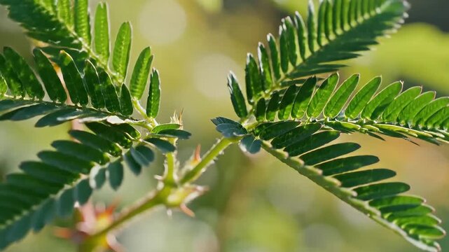 Close up of Mimosa pudica sensitive plant leaves in golden sunlight