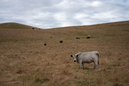 beautiful cattle in Australia  eating grass, grazing on pasture. Herd of cows free range beef being regenerative raised on an agricultural farm. Sustainable farming 