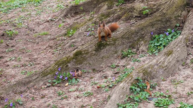 Red squirrel sits on tree roots in the park. Small purple flowers grow on the ground around the animal. Wild nature in the spring forest. European squirrel among wild violet flowers.