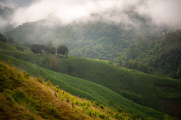 Fototapeta premium Rain fell on the hills and mountains, in the lush green forest. In the morning, there was fog.