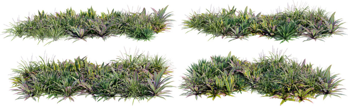 A garden decorated with flowers and small grass on a transparent background.
