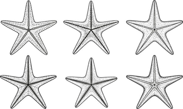 Collection of Detailed Starfish Illustrations for Oceanic Themes, Coastal Art, and Beach Decor Projects