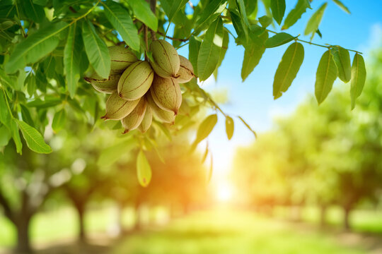 A cluster of pecans hanging from a tree branch in a sunny orchard with lush green leaves and a blurred background