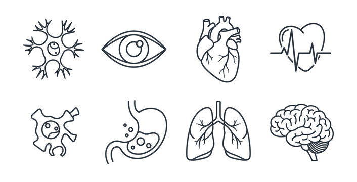 Human anatomy and biology line icons set featuring brain heart eye lungs and cell structures