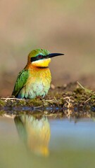 Obraz premium A vibrant bird with green, yellow, and orange feathers perches on a muddy ground