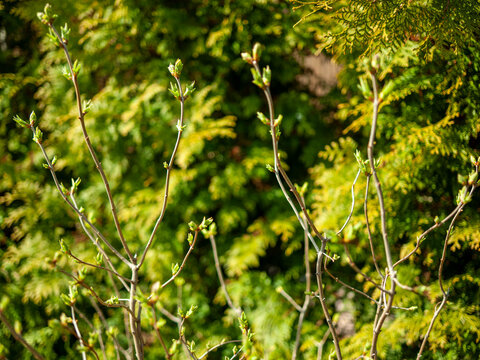 buds are blooming