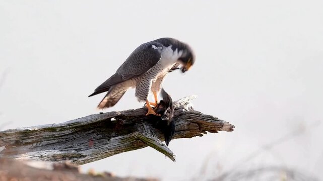 Wild peregrine falcon eating its caught prey on dead branch