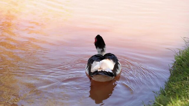 Black and white muscovy duck swimming in calm pond water