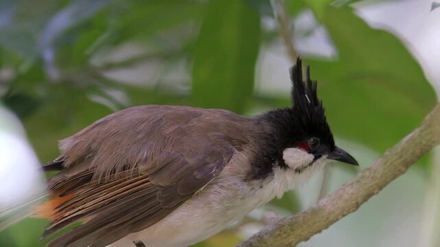 Red whiskered bulbul bird resting on a tree branch