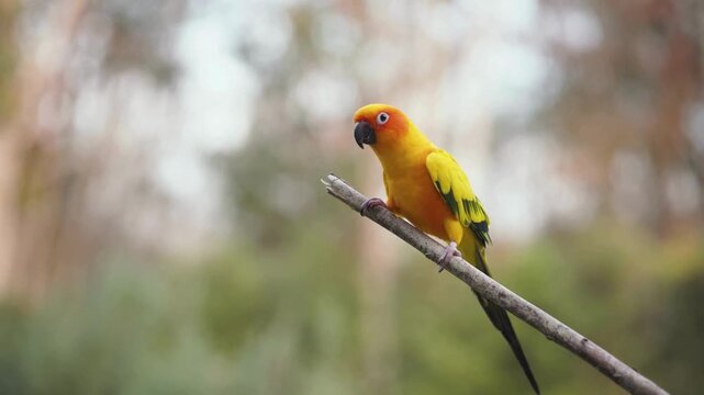 Beautiful vibrant yellow sun conure parrot perched on a branch