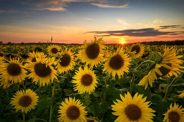 Beautiful sunset over sunflowers field © Piotr Krzeslak