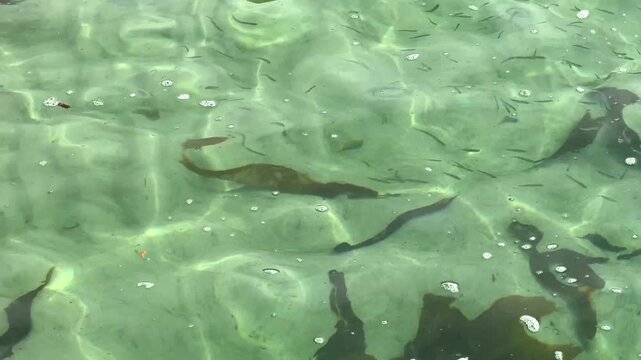 small fish in a rock pool