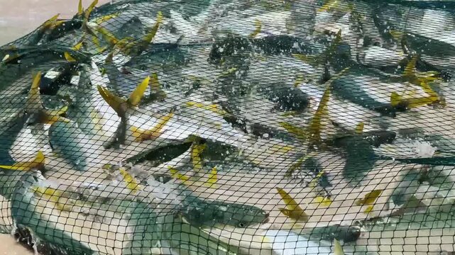 Yellowtail caught in a trek net