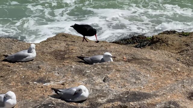 oyster catcher and seagulls along the shoreline