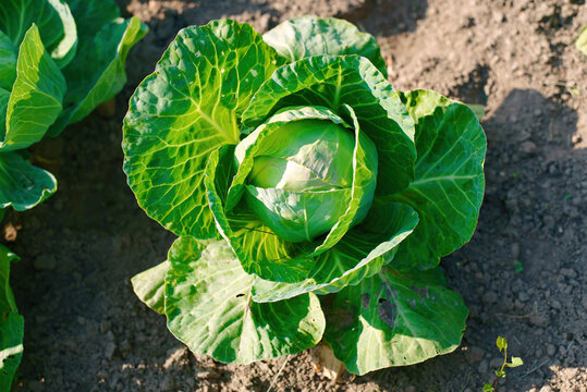 Fresh green cabbage growing in field, organic vegetable garden harvest. Green head of organic cabbage growing in a sunlit field with broad outer leaves spreading across the dark nutrient rich soil