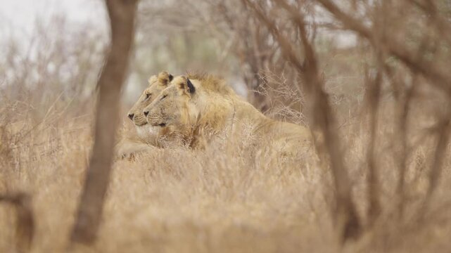 Two lions rest side by side in Kruger National Park bushveld. Near the end, the farther lion turns toward the other, looking over its shoulder at something off-camera.