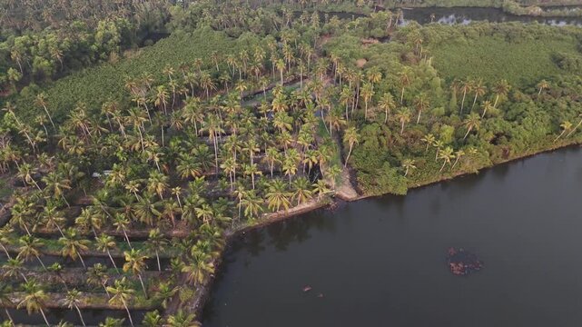 Drone footage reveals lush coconut palm trees scattered across green farmland bordering calm dark backwater. Terraced agricultural plots visible among dense tropical vegetation with winding waterways