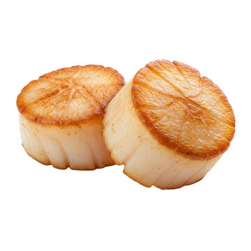 Two golden brown scallops cooked to perfection and ready to serve isolated on transparent background