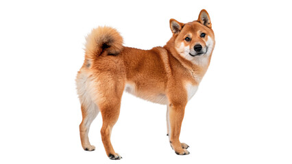 Shiba Inu stands and looks back isolated on transparent background  © Olga