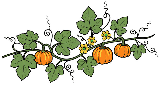 Three pumpkins on a vine with leaves.