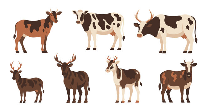 Brown and white cows and bulls standing.