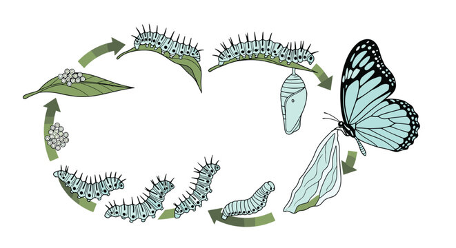 Illustration showing the complete life cycle stages of a butterfly from eggs on a leaf to caterpillar, pupa, and adult.