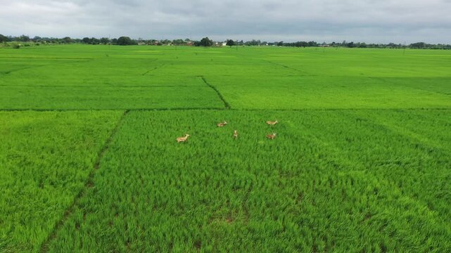 Aerial drone shots of blackbucks roaming through lush paddy fields in Kaimur, Bihar, capturing wildlife, rural landscapes, and the natural beauty of the Indian countryside.